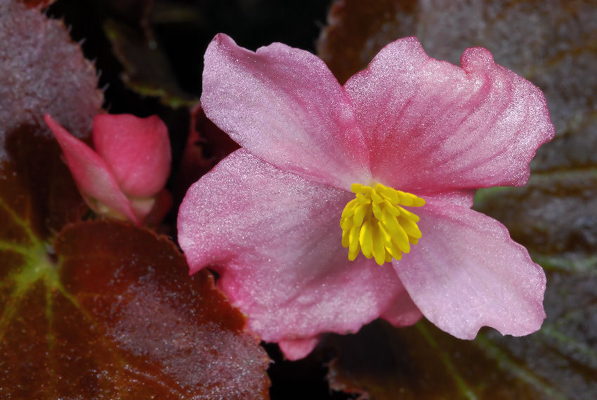 Flora,,,